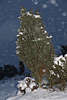 100065_Wacholder im Heide-Schneefall Winterlandschaft Naturfoto Schneezauber in Abenddmmerung