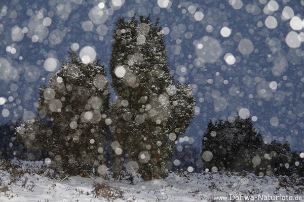 Wacholderheide im Schneefall Romantik Winterlandschaft Naturfotos im Schneetreiben am Himmel