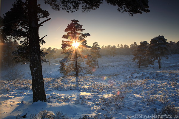 Baum überstrahlt durch Sonnenstern über Winterlandschaft