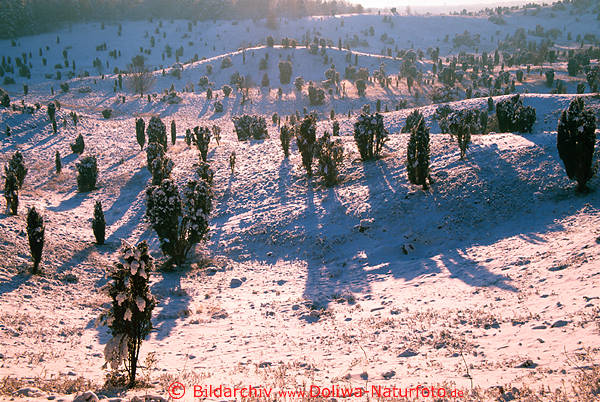 Wacholder Hgellandschaft Bild in Schnee Sonne am Totengrund Heide Winterfoto