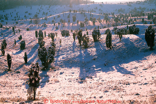 Wacholder Hgellandschaft Bild in Schnee Sonne am Totengrund Heide Winterfoto