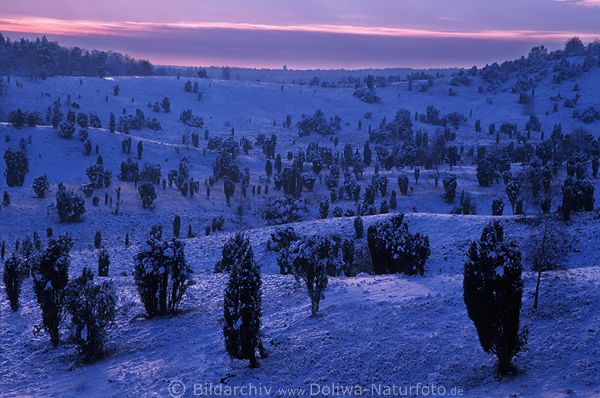 Wacholder in Schnee Abend Blaustimmung Winterfoto der Heidelandschaft am Totengrund