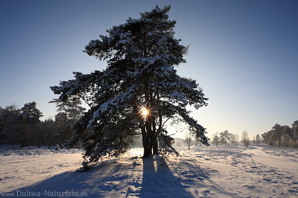 Winterlandschaft mit Sonne Sternbild Gegenlicht im Kieferbaum Schnee lange Schatten