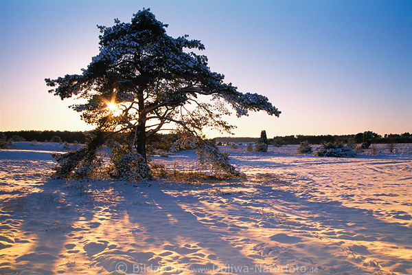 Heidekiefer in Schnee Abendsonne Gegenlicht Romantik Winterlandschaft Naturfoto