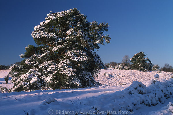 Kieferbume geneigt im Winterschnee Lneburger Heidelandschaft Naturfoto in Sonne Abendlicht