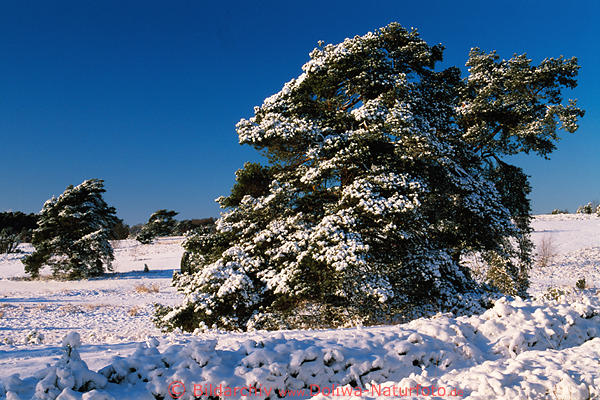 Geneigte Kiefern im Schnee Lneburger Heidelandschaft Winterbild in Abendlicht 