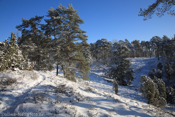 Winterbild Schneelandschaft Borsteler Schweiz Naturfoto Heide Bume in Sonnenschein