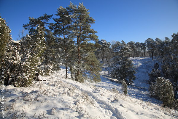 Winterfoto Schneelandschaft Borsteler Schweiz Wanderweg Heide Bume Naturfoto in Sonnenschein