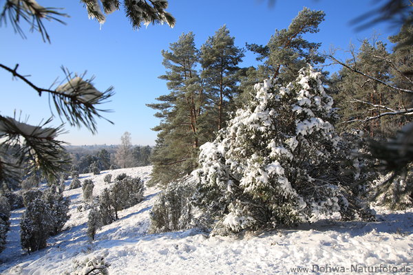 Schneelandschaft Nadelbume Winterbild Borsteler Schweiz Naturbild in Sonnenschein
