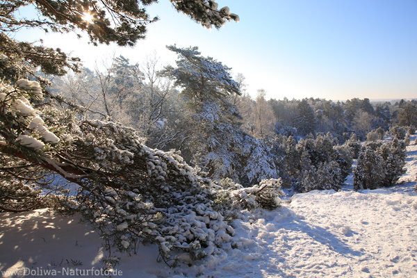 Wintermrchen Schneelandschaft Borsteler Schweiz Naturbild Heidebume in Gegenlicht