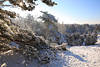 210063_Wintermrchen Schneelandschaft Borsteler Schweiz Naturbild Heidebume in Gegenlicht