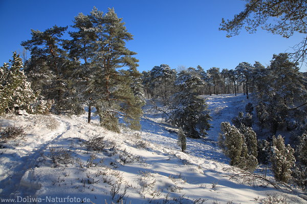 Winterbild Borsteler Schweiz Heidelandschaft in Schnee Naturfoto Bume in Sonnenschein