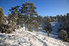 210070_Winterfoto Schneelandschaft Borsteler Schweiz Wanderweg Heide Bume Naturfoto in Sonnenschein