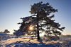 006663_Schnee Winterlandschaft in Sonne Naturfoto: Kieferbaum am Hügel in Sonnenstern Gegenlicht