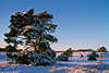 3030_ Verschneite Kiefer roter Schnee Sonnenstrahlen Winterzauber Lüneburgerheide Jaw-tree conifer mood sunset in heath red snow