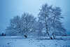 3042_Baumpaar im Schnee am Winterweg Lüneburger Heide Kaltstimmung Naturfoto