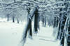 Verschneite Baumallee im Schnee Winterfoto abstraktes Naturbild, Heidelandschaft Doppelbelichtung