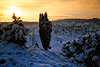 3076_Winter-Sonnenuntergang Gelbhimmel Schnee-Romantik über Kiefer im Heidetal Totengrund Naturfoto