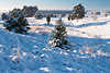 3083. Klirrende Kälte Winterzauber Heidebild Schneelandschaft Frost Sonnenschein Naturfoto