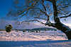 3089_Heidelandschaft Winterzauber unter Baum in Abendlicht verschneite Stimmung Lüneburgerheide