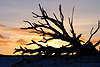 700232_Baumwurzeln am gelbrot Himmel Stimmung Naturfoto bei Sonnenuntergang