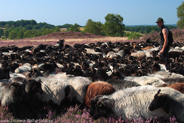 Heideschfer Heidschnucken Schafherde Naturlandschaft Heideblte