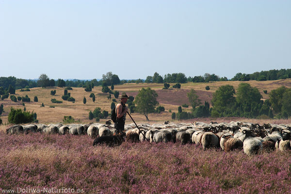 Heideschfer Schafherde in Weite Heidelandschaft Naturfoto mit Wachhund bei Heidschnucken