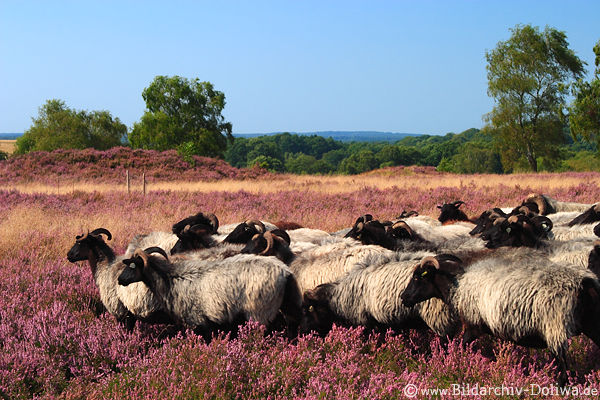 Heidschnucken Schafe Heidelandschaft Naturbild blühende Erika Weideland