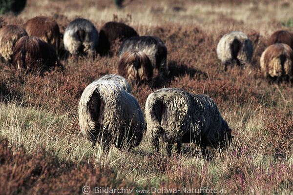 Heidschnucken rschchen, Hintern im Heidegras weiden in Natur Landaschaftsbild