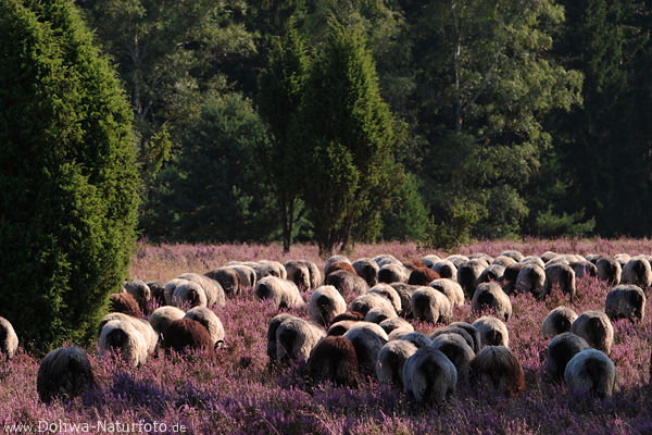 Heidelandschaft Schafherde Heidschnucken lila blhende Heideflchen