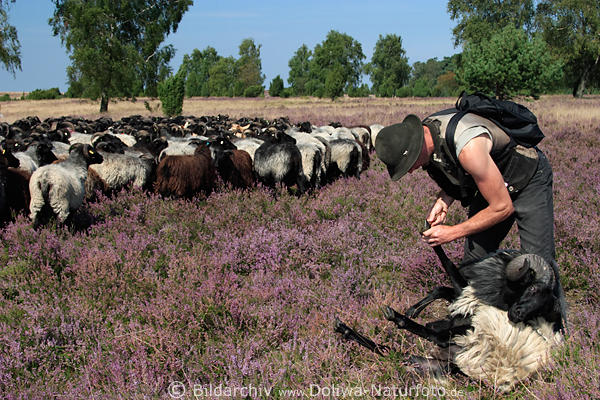 Heideschfer krzt Hufe des Heidschnucken-Widder neben weidende Schafherde in blhender Heide