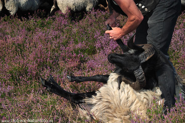 Widder Fusspflege Hufe Wolle Horntier zu Fssen Heideschfer Arbeit in blhender Heide