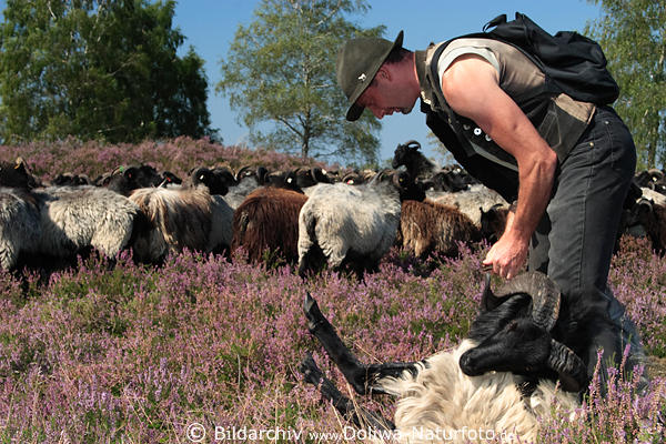 Heidschnuckenwidder Heideschfer krzt Hufe des Widders