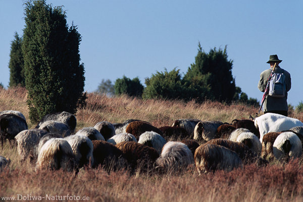 Heideschäfer Heidschnucken Schafe grasen weiden in Heidelandschaft
