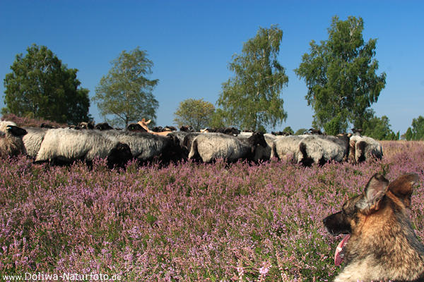 Schafherde Schferhund bewacht Heidschnucken weiden