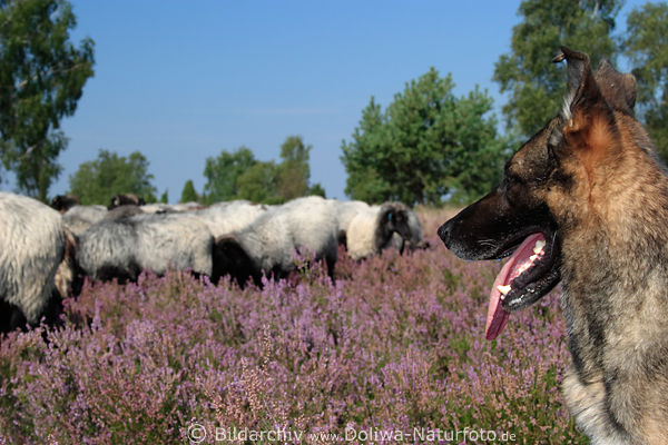 Wachhund des Heideschfer bewacht Heidschnucken Schafherde