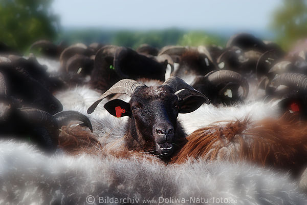 Heidschnucke Foto: Hörner der Herde, Schafhörner im Fell Wolle Heideschafe