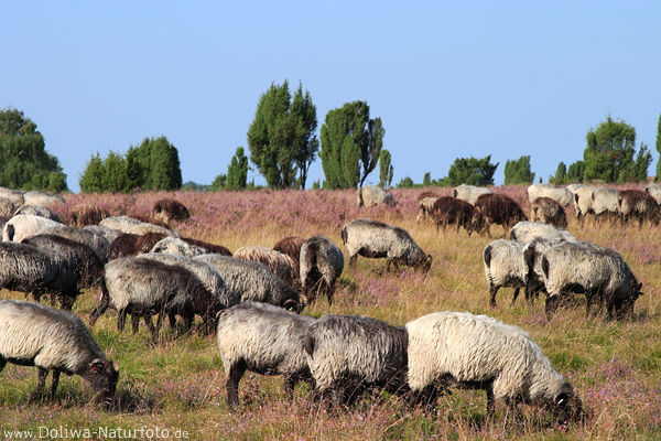 Schafe Heidelandschaft Naturfoto grasende Wolltiere in violett blühende Natur Grasland