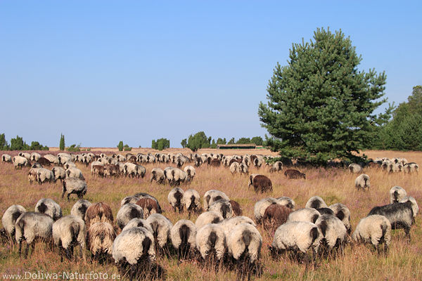 Schafherde Heidschnucken-Panorama Hintern lustig weiden in Heide