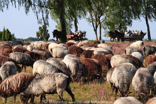 Heidschnucken Schafherde Bild weiden vor Touristen in Pferdekutsche