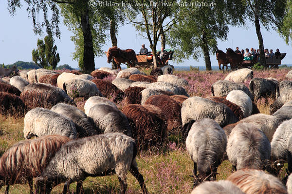 Schafe Buckel Heideweide Kutschen blhende Landschaft Natur Touristen