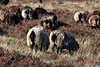 0949_Heidschnucken Ärschchen, Hintern im Heidegras weiden in Natur Landaschaftsbild