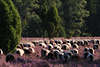 Heidelandschaft Schafherde Heidschnucken lila blhende Heideflchen