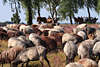 58566_ Heidschnucken Herde vor Touristenkutschen
