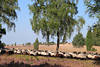 58607_Schafzug durch die Heide, Heidschnucken Schafe Foto auf Heideweg, Strasse ziehen