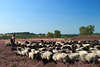 Heideschfer Schafsherde Heidelandschaft lila Bltezeit Naturweide Grasland