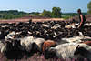 Heideschfer mit Heidschnucken treibt Schafherde in Naturlandschaft Bild bei Heideblte
