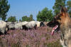 58665_Hund des Heideschfer wacht ber die Heidschnucken Herde