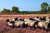 Heidschnucken Schafe in Heidelandschaft Naturbild weiden ziehen durch blühende Heideflächen