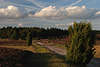 707503_ Heidewanderweg Heidepfad unter Wolken in Abendstimmung Naturfoto, Heideweg nach Wulfsberg